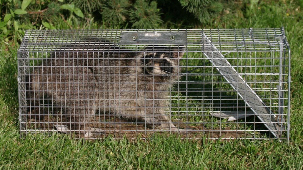 How-to-Release-An-Animal-from-A-Live-Trap