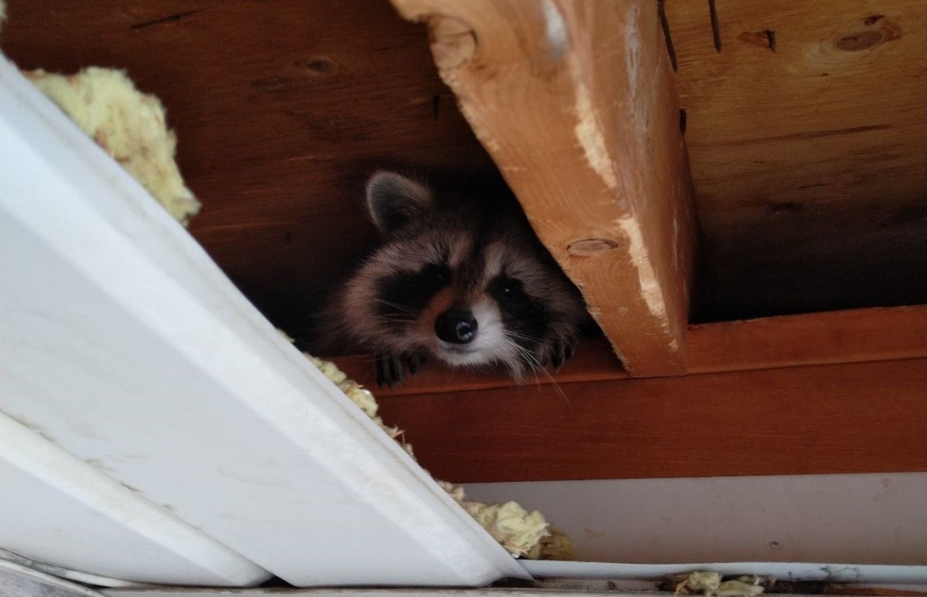 Noises-On-Your-Roof