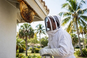 Wildlife technician in protective gear inspecting a honeybee hive under a Florida home eave