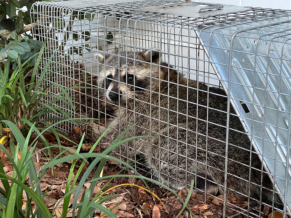 trapping-a-raccoon-humanely